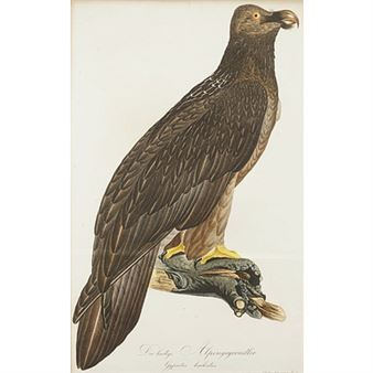 &quot;Der baertige Alpengeyeradler&quot; - Johann Theodor Susemihl