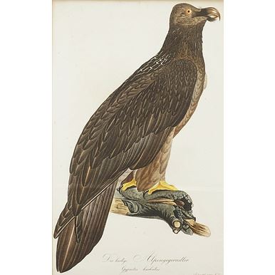 "Der baertige Alpengeyeradler" - Johann Theodor Susemihl
