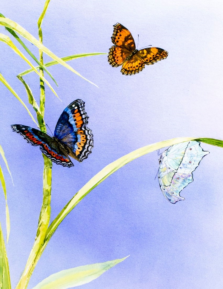 Skip Whitcomb | Swaziland Butterflies (1993) | MutualArt