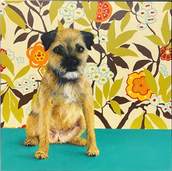 Border Terrier - Paula Zimmerman