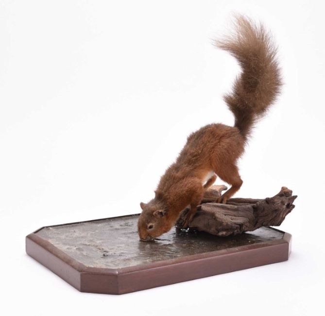 Robert Reed | Taxidermy | MutualArt