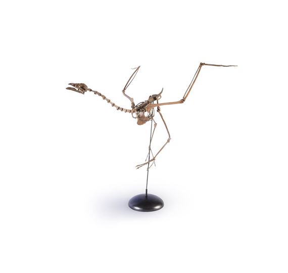 FOSSIL FLAMINGO (PALAELODUS - Alphonse Milne Edwards