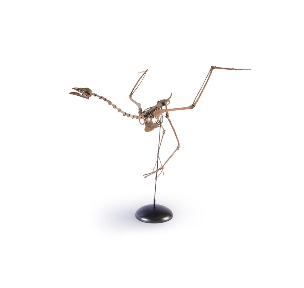 Artwork by Alphonse Milne Edwards, FOSSIL FLAMINGO (PALAELODUS, Made of Fossil Heron Skeleton