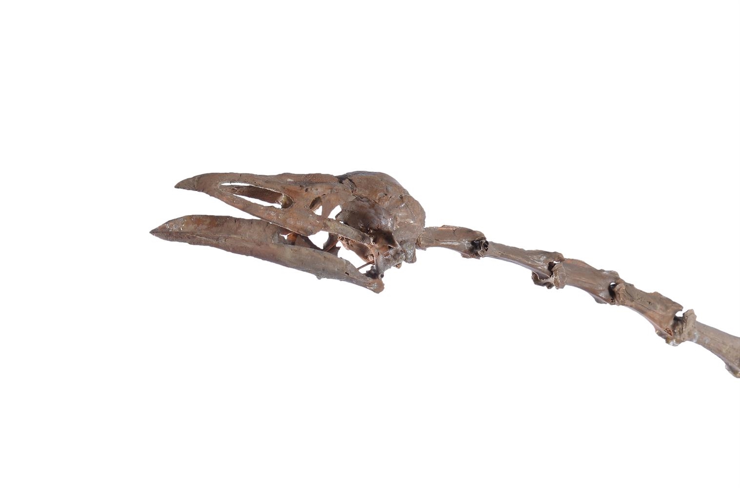 Artwork by Alphonse Milne Edwards, FOSSIL FLAMINGO (PALAELODUS, Made of Fossil Heron Skeleton