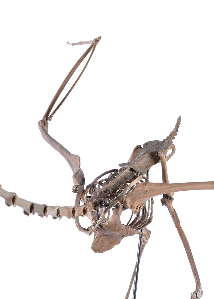 Artwork by Alphonse Milne Edwards, FOSSIL FLAMINGO (PALAELODUS, Made of Fossil Heron Skeleton