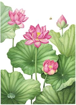 RHS Botanical Art & Photography Show 2025 - Saatchi Gallery