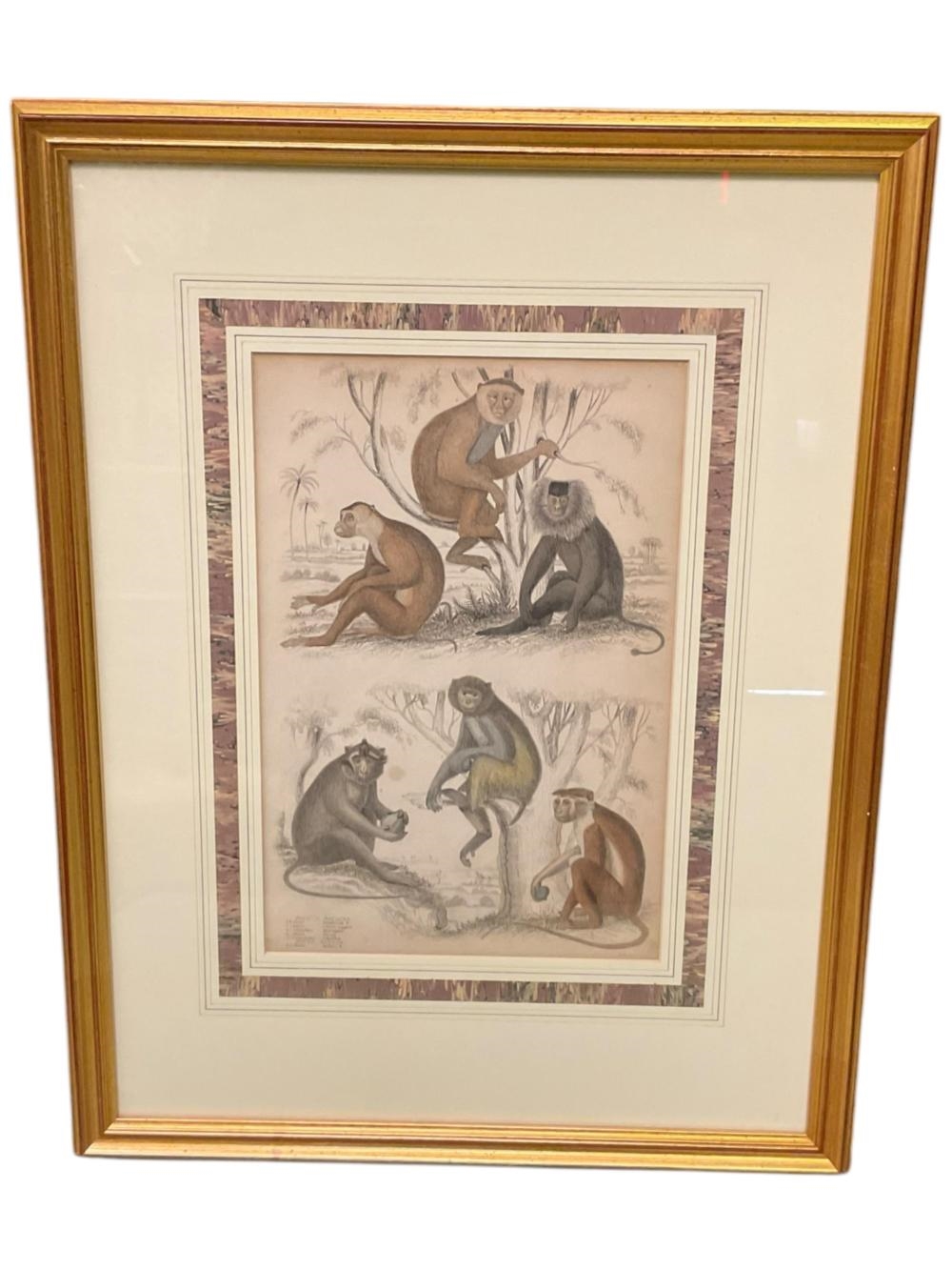 Monkey | Pair of Hand-Colored Monkey Engravings (18th C | MutualArt