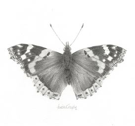 Louisa Crispin