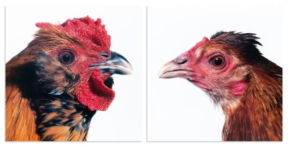 Diptych - Mechelse Owlbeard (M) X Louisiana (F) by Koen Vanmechelen, 2007