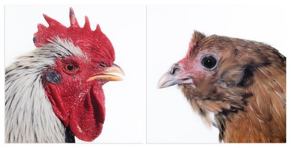 Diptych - Mechelse Dresdner (M) x Dutch Owlbeard (F) by Koen Vanmechelen, 2007