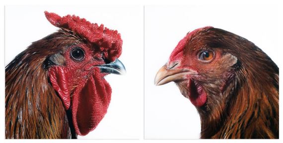 Diptych - Mechelse Giant (M) x Dresdner Huhn (F) by Koen Vanmechelen, 2007