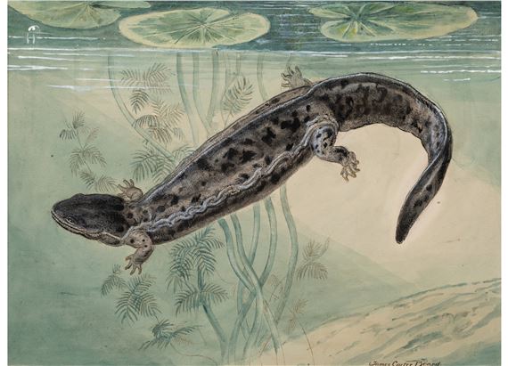 Congo Snake, Hellbender, and Menobranchus (three works) by James Carter Beard, 1904