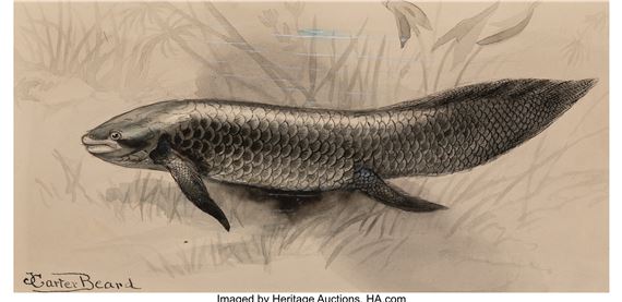 Australian Lung Fish, Bluefish, Bullhead Catfish, Electric - James Carter Beard