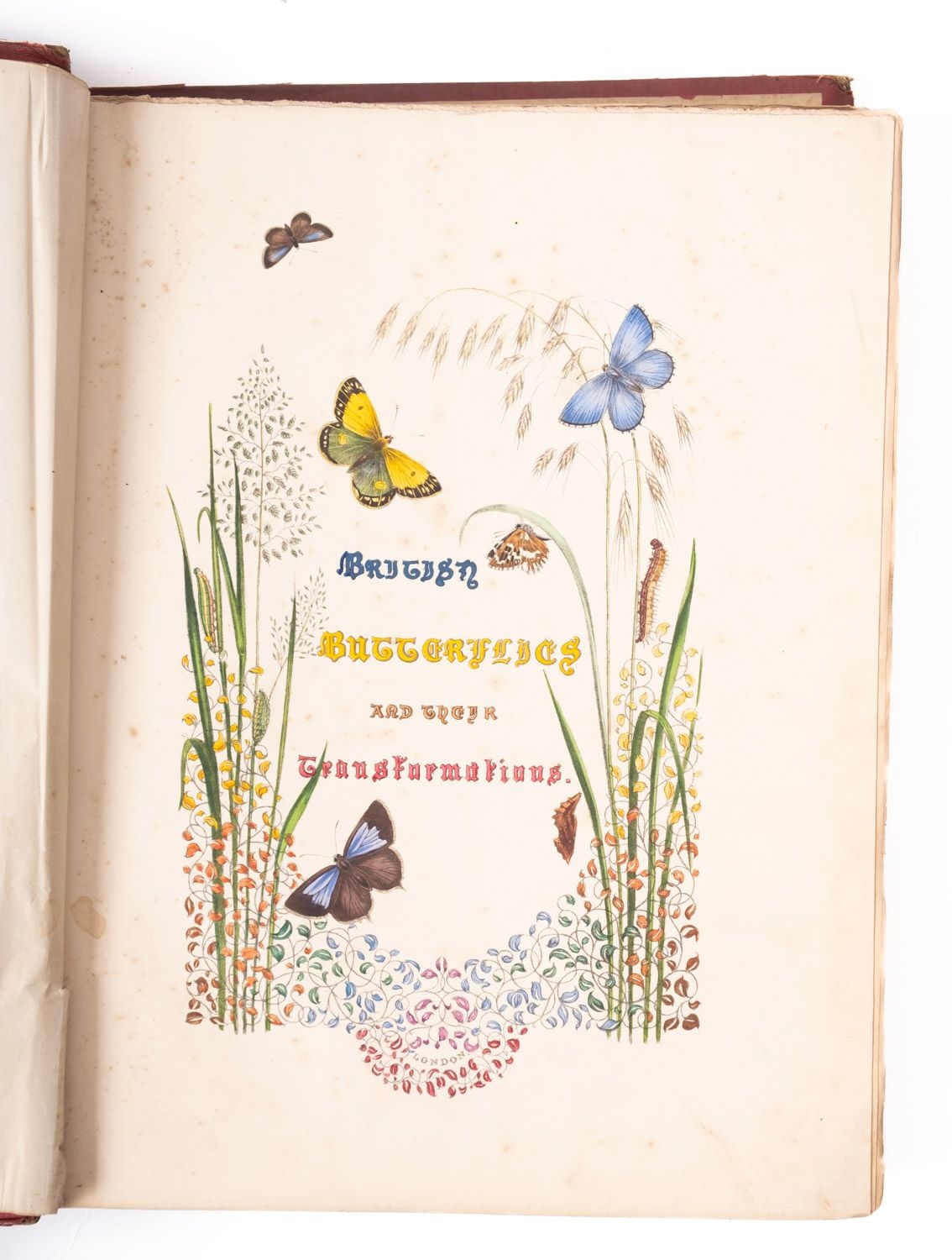 Artwork by C. Stuart, NATURAL HISTORY. HUMPHREYS, Henry Noel & WESTWOOD, J.O, Made of ink