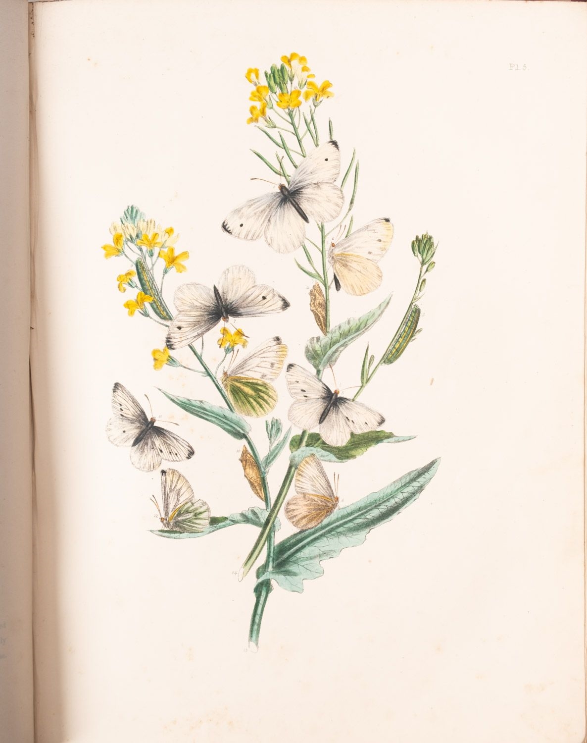 Artwork by C. Stuart, NATURAL HISTORY. HUMPHREYS, Henry Noel & WESTWOOD, J.O, Made of ink