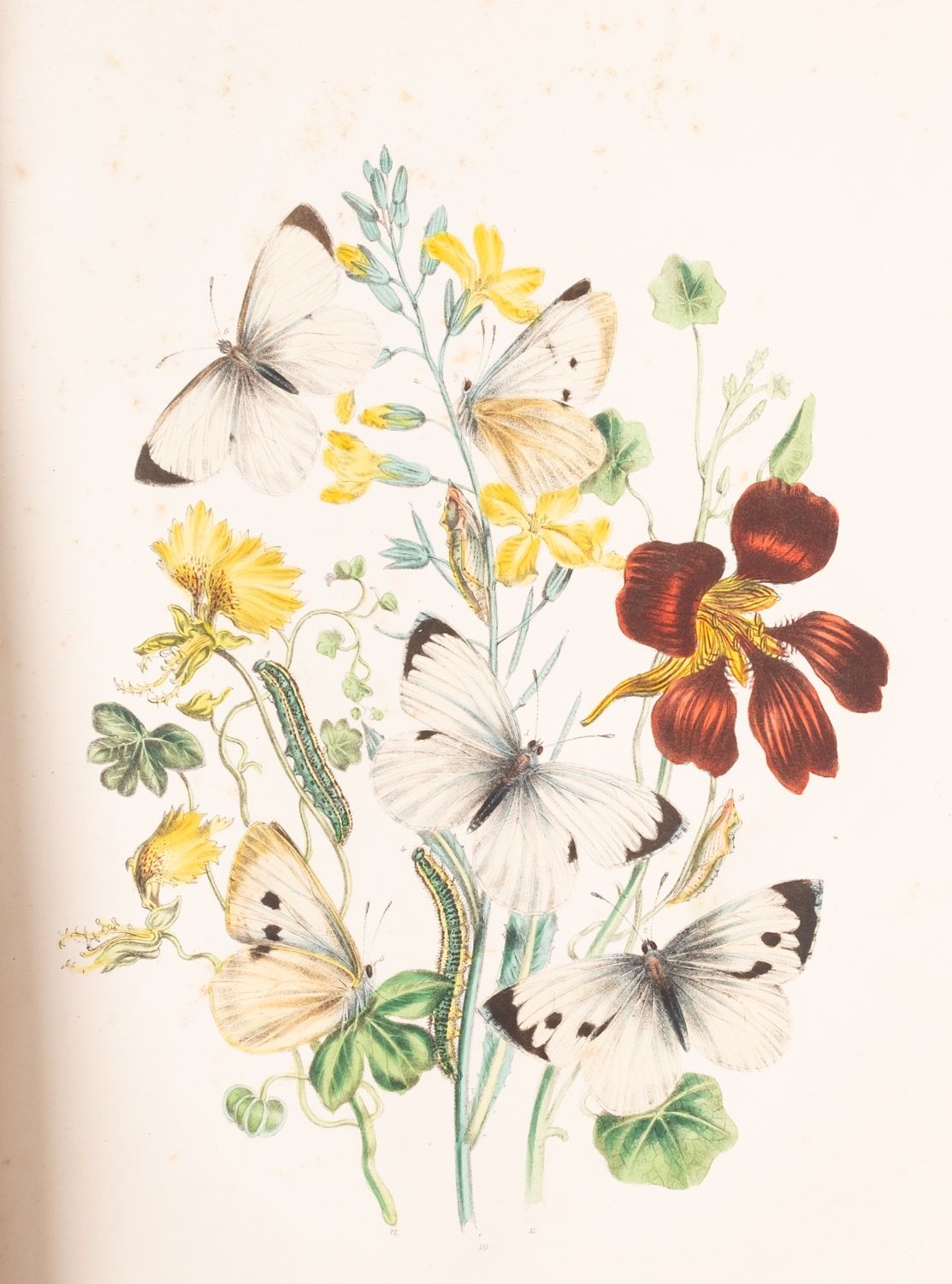 Artwork by C. Stuart, NATURAL HISTORY. HUMPHREYS, Henry Noel & WESTWOOD, J.O, Made of ink