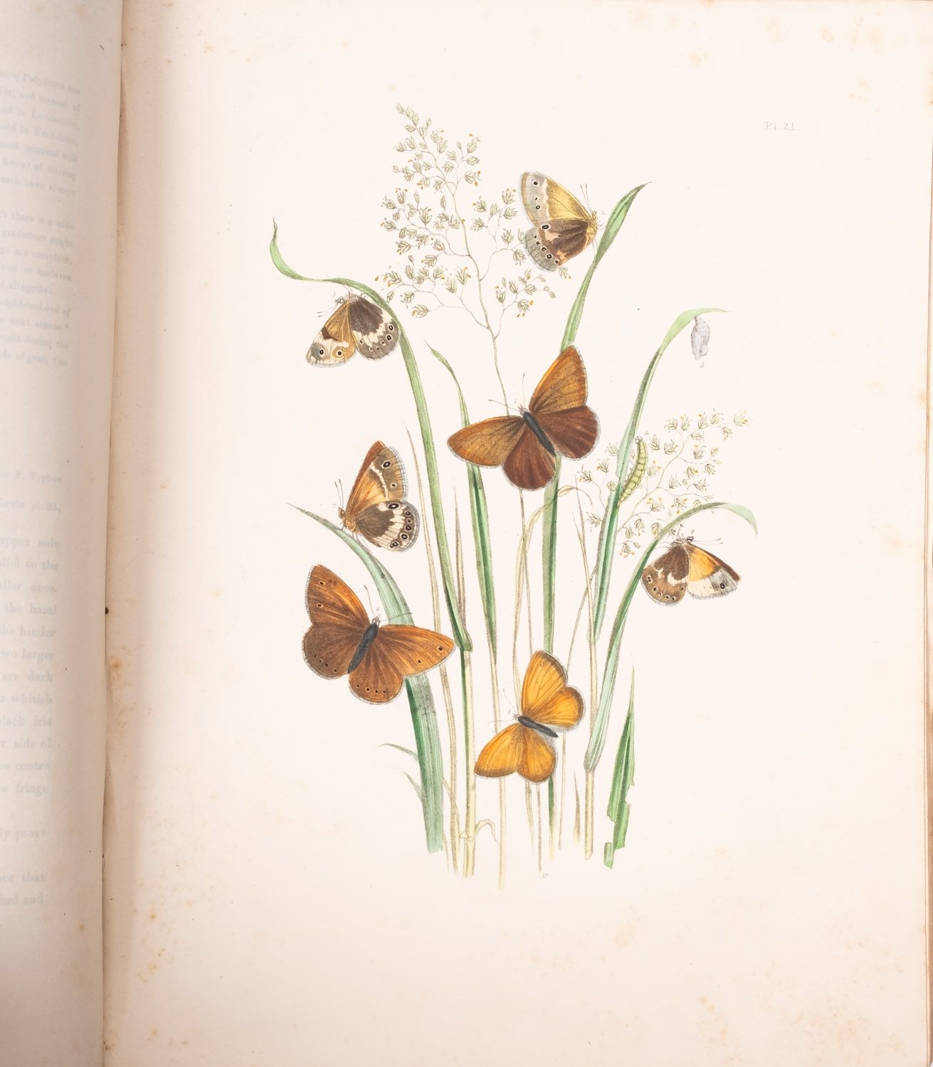 Artwork by C. Stuart, NATURAL HISTORY. HUMPHREYS, Henry Noel & WESTWOOD, J.O, Made of ink
