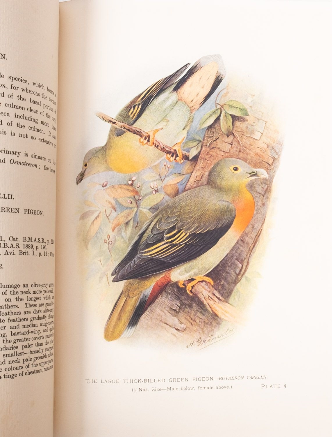 Artwork by C. Stuart, NATURAL HISTORY. HUMPHREYS, Henry Noel & WESTWOOD, J.O, Made of ink