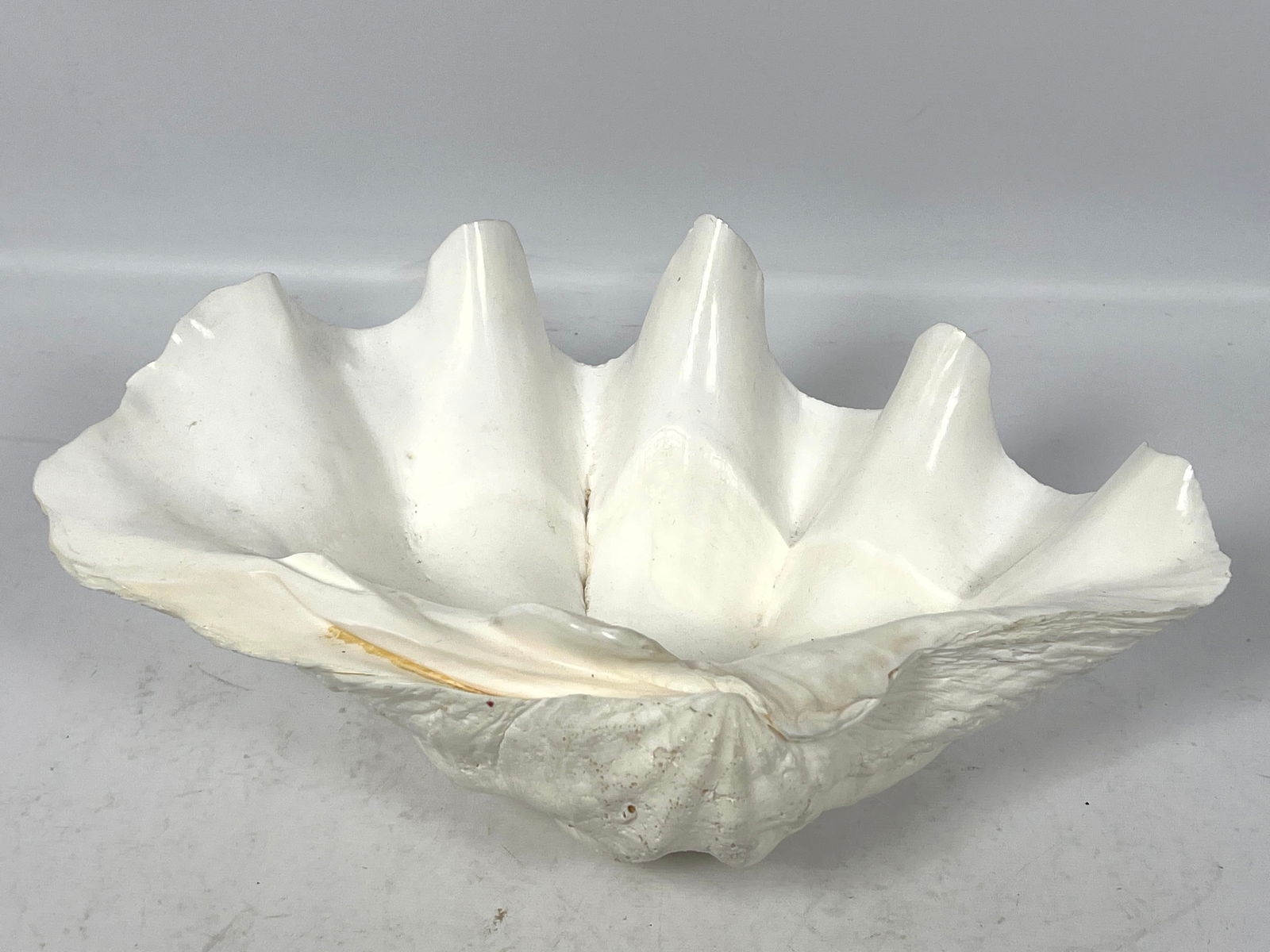 MANUAL | Natural Real Giant Clam Shell. Sea Shell (13) | MutualArt