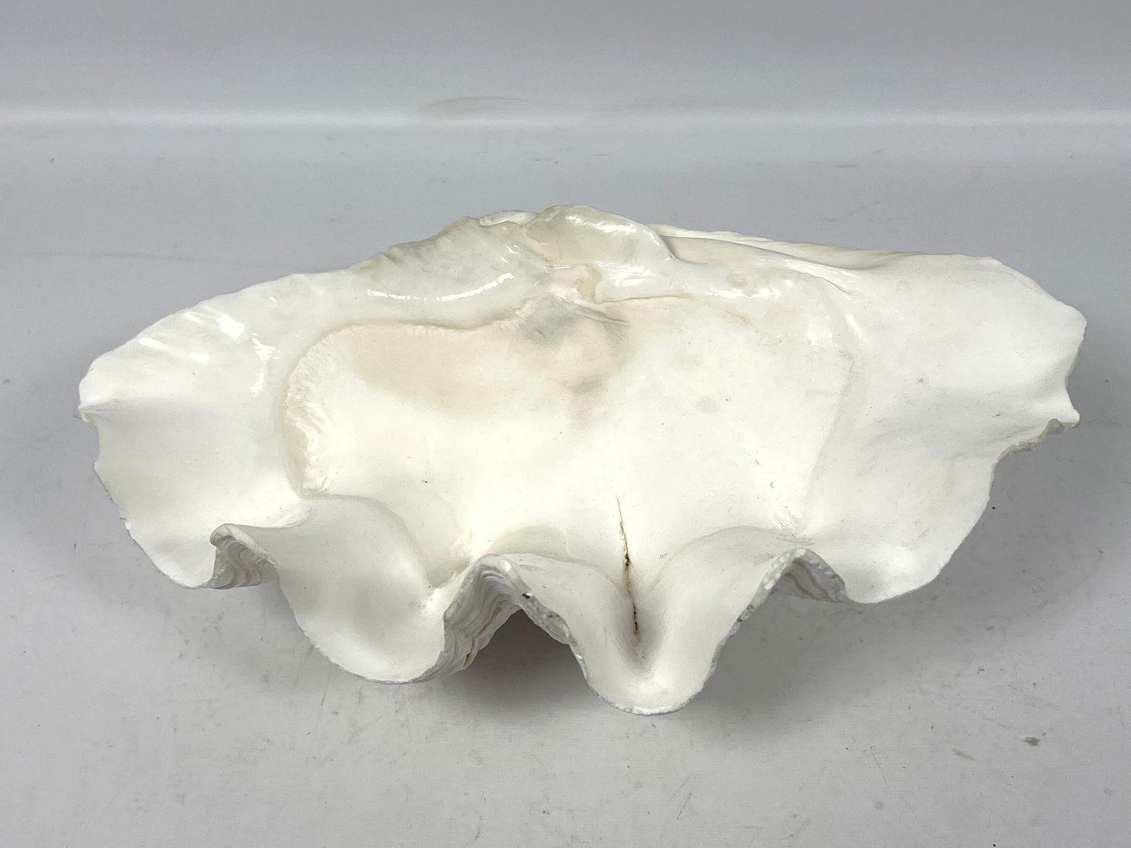 MANUAL | Natural Real Giant Clam Shell. Sea Shell (13) | MutualArt
