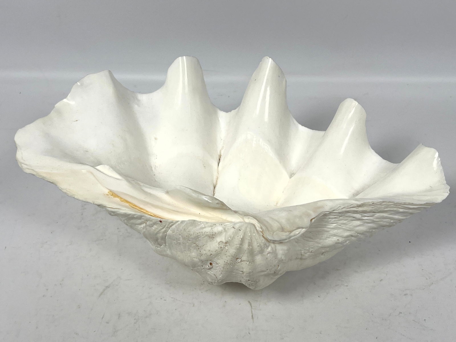 MANUAL | Natural Real Giant Clam Shell. Sea Shell (13) | MutualArt
