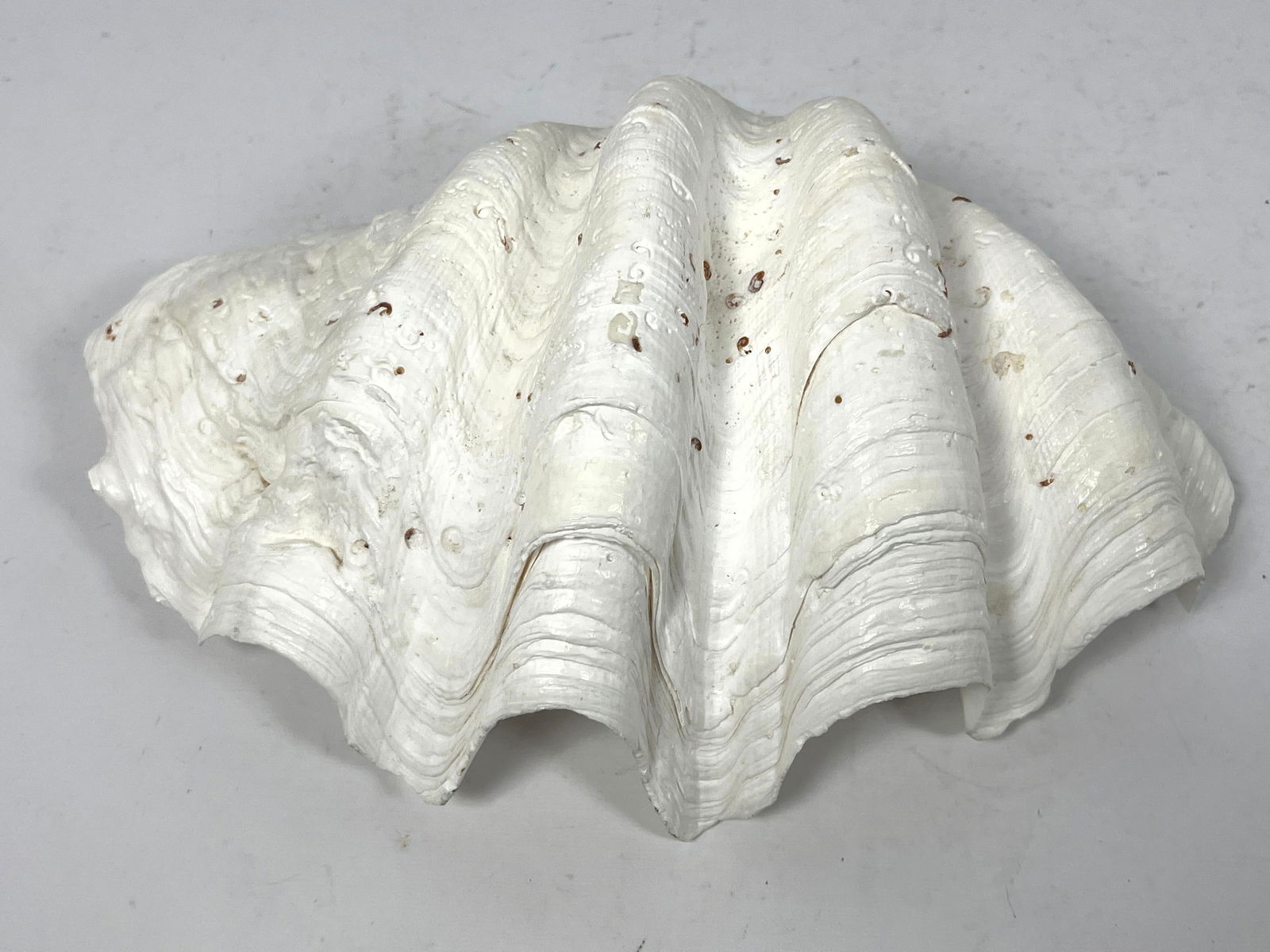 MANUAL | Natural Real Giant Clam Shell. Sea Shell (13) | MutualArt