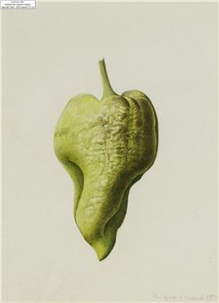 Chilli - Brigid Edwards