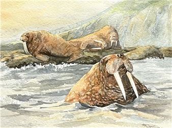 b.1937Untitled (Walruses)watercolour on paper11.5 x 15 in 29.2 x 38.1 cm 1972signed and dated lower rightFramed size: 19.5 x 15.25 in 49.5 x 38.7 cm - Peter Karsten