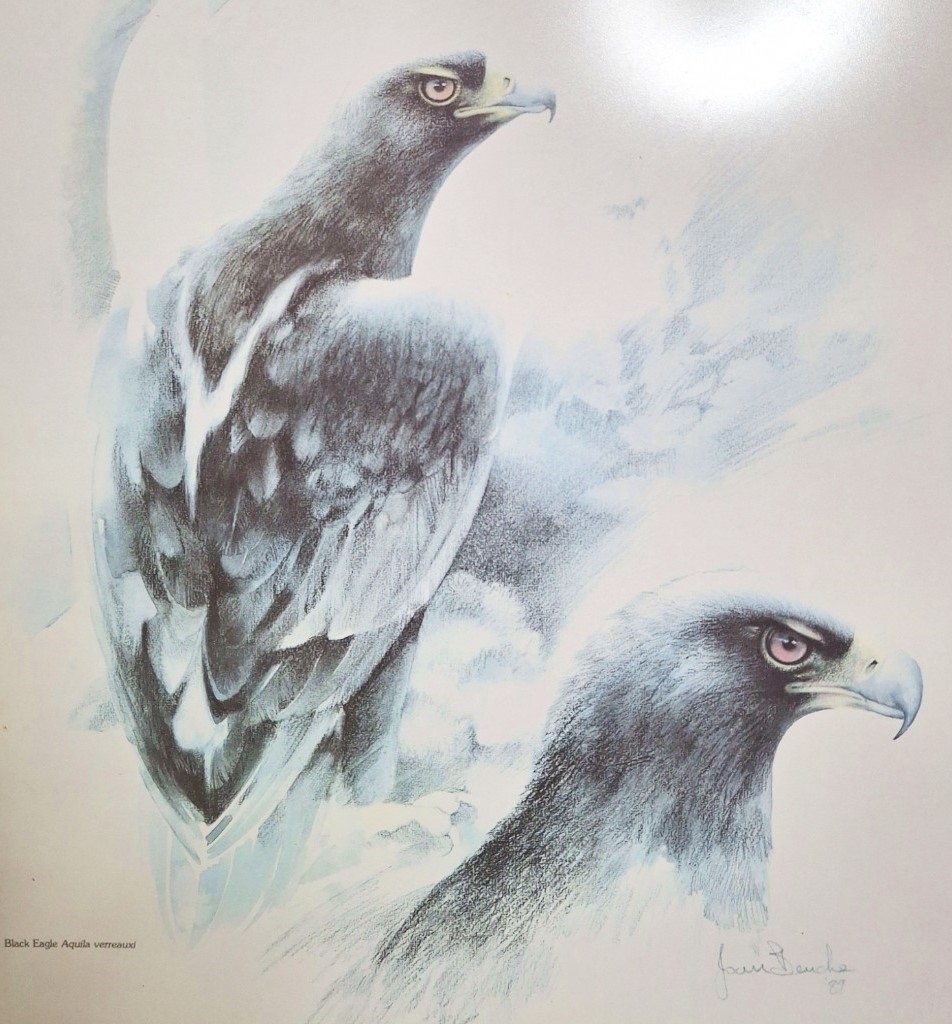 Artwork by Joan Buche, 3 X GILT FRAMED WATERCOLOR PAINTINGS OF BALD EAGLES BY JOAN BUCHE BEHIND GLASS, Made of WATERCOLOR PAINTING