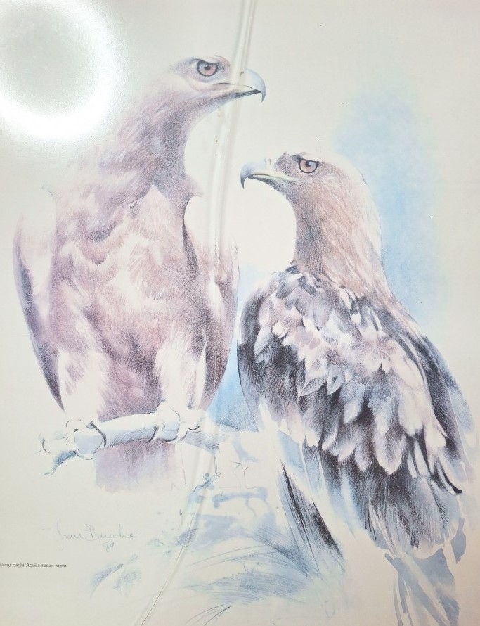Artwork by Joan Buche, 3 X GILT FRAMED WATERCOLOR PAINTINGS OF BALD EAGLES BY JOAN BUCHE BEHIND GLASS, Made of WATERCOLOR PAINTING