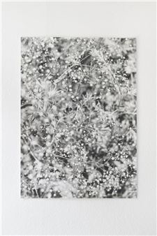 Jochen Lempert - Anton Kern Gallery
