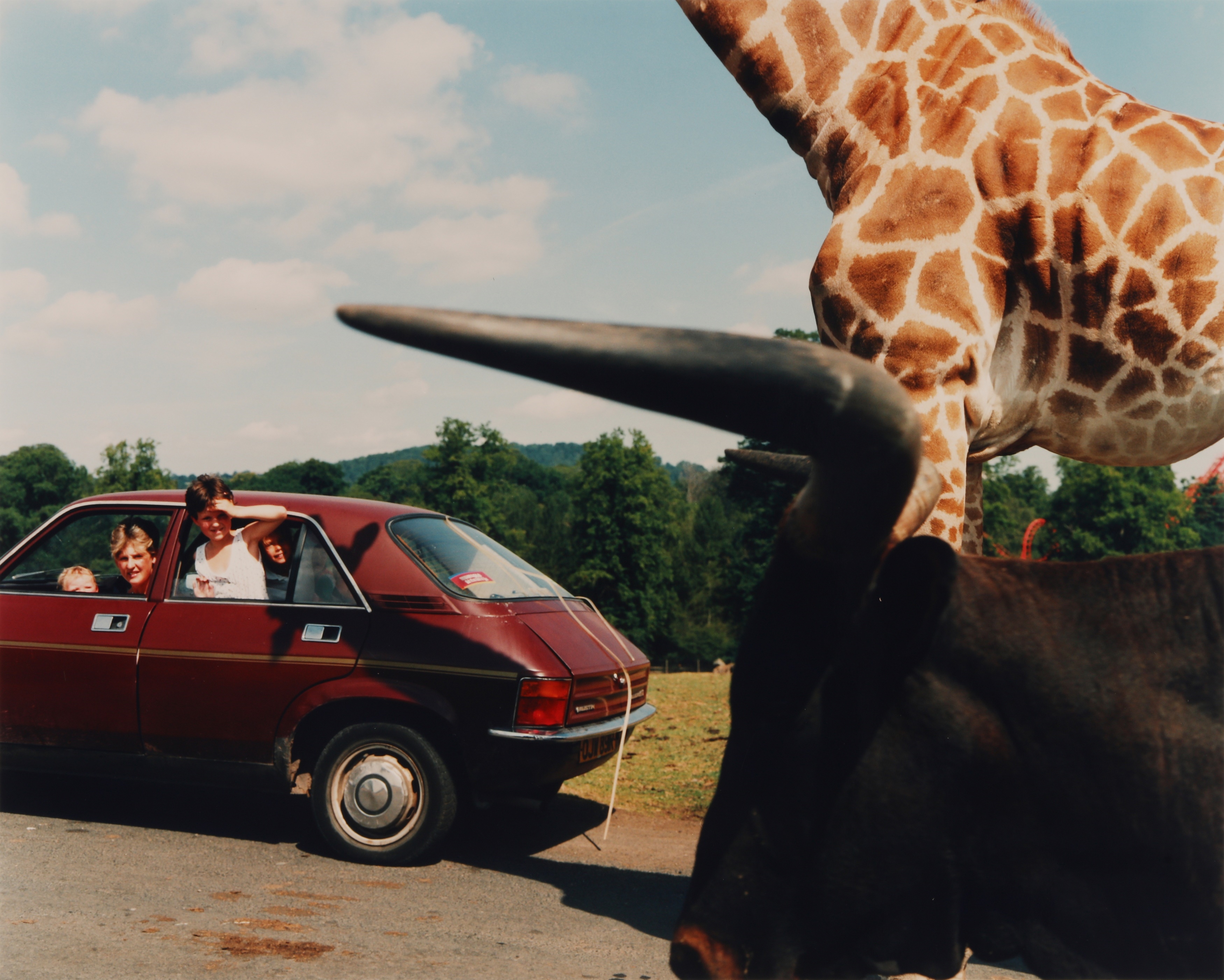 martin-parr-east-midlands-safari-park-1990-mutualart
