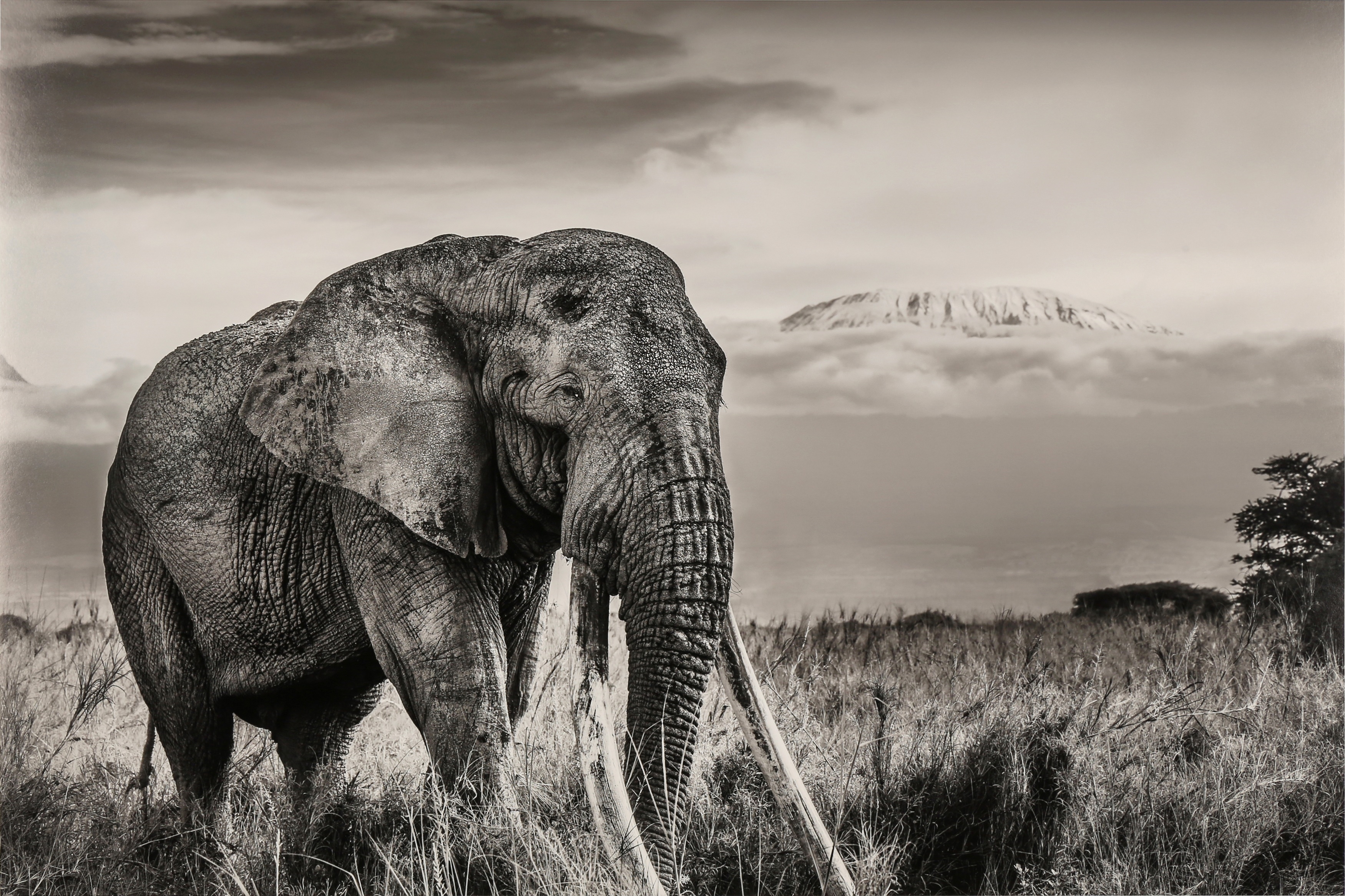 Artwork by Michel Ghatan, TOLSTOY, Made of Archival pigment print