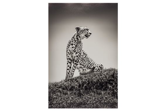 CHEETAH STATUE by Michel Ghatan, 2021