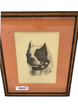 Boston Terrier - A. F. Speer