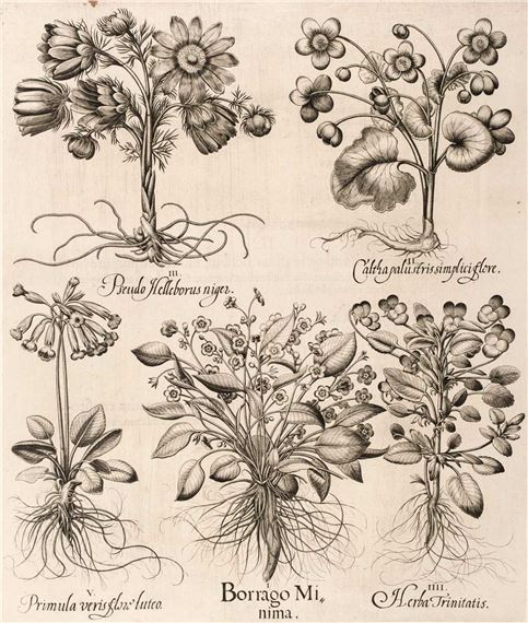 Borrago Minima by Basilius Besler, 1613 - 1713