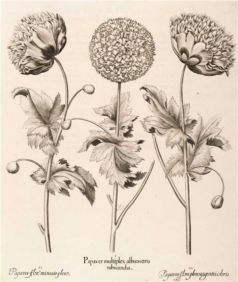 Papaver multiplex albumoris rubicundis by Basilius Besler, 1613 - 1713