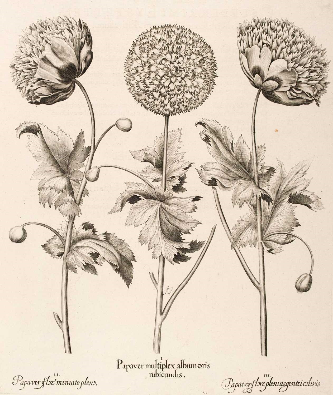 Artwork by Basilius Besler, Papaver multiplex albumoris rubicundis, Made of uncoloured engraving