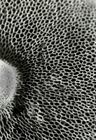 PGHS Capstone Portfolios - Pacific Grove Art Center