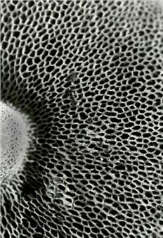 PGHS Capstone Portfolios - Pacific Grove Art Center