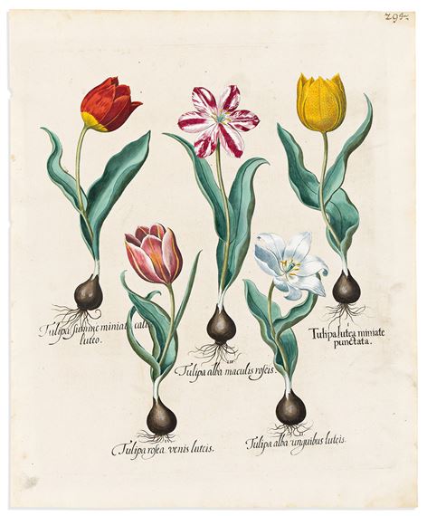 Tulipa Miniate Punctata, Tulipa Alba Unguibus Luteis