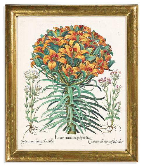 Hortus Eystettensis by Basilius Besler, 1613 or after