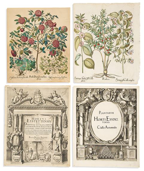 Basilus Besler. 2 engraved plates and two engraved title-pages from Hortus Eystettensis. by Basilius Besler, 1613 (or after)