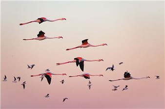 CECILE DOMENS IN THE AIR! JANUARY 2022 Artist's proof, signed Fine Art print, satin paper Atelier Image Collée 60 x 80 cm Gift of the artist Born in 1973, Cécile Domens developed a passion for the great outdoors and the world of horses from an early age. At the age of twenty, she flew off to Patagonia, where she founded her family. In 2006, she founded and co-managed the Aguila Voyages Photo agency. In 2012, she took part in the filming of the "Faut pas rêver" special on Argentina broadcast on France3. Now based in the Camargue, she organizes photo workshops during which she shares her passion for photographing landscapes and local traditions. Her photos are published in magazines and by photo agencies. - Cécile Domens