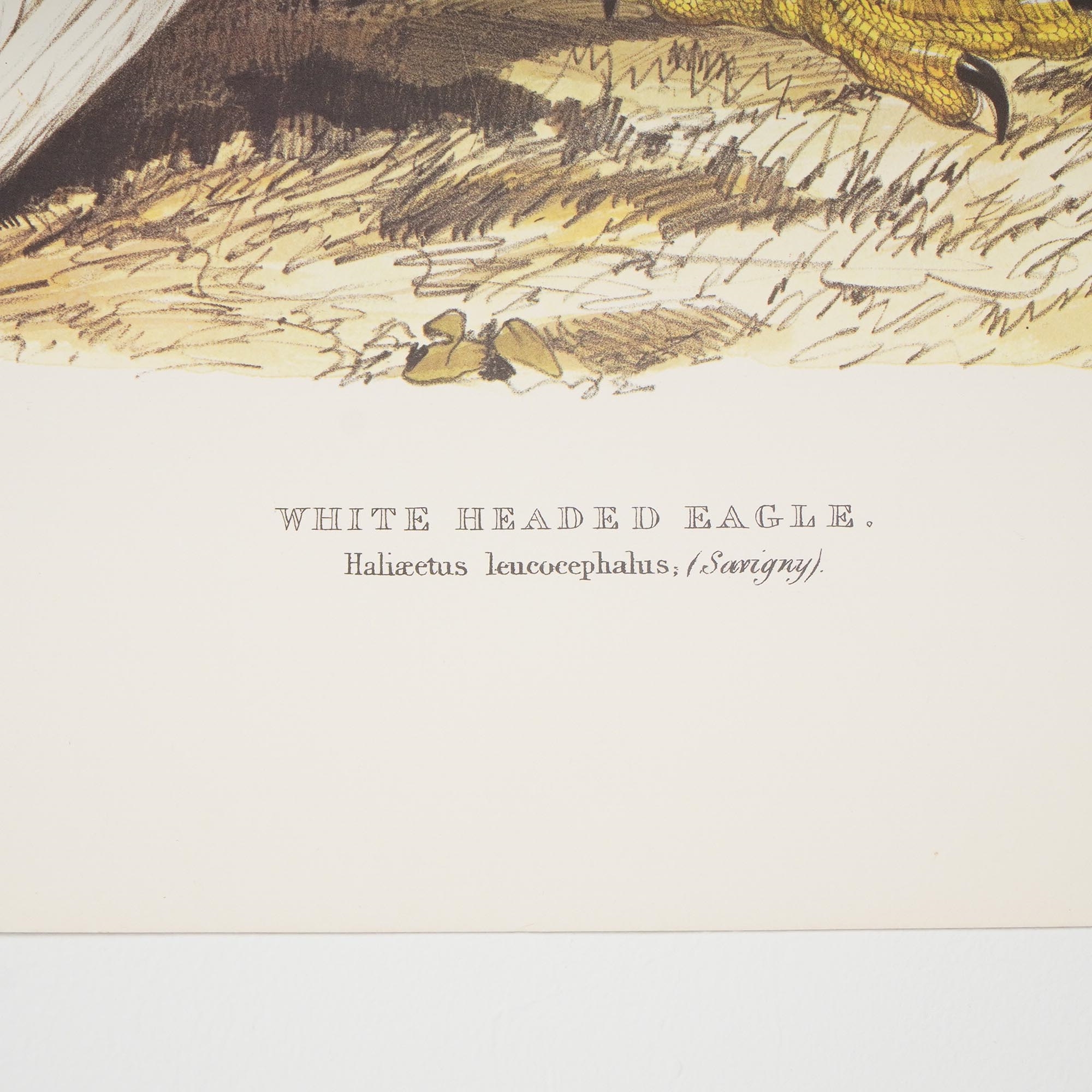 Edward Lear | Aft.) Edward Lear, White Headed Eagle Print (19th Century ...