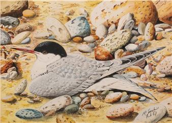 Study of a common tern, - R. Sinclair