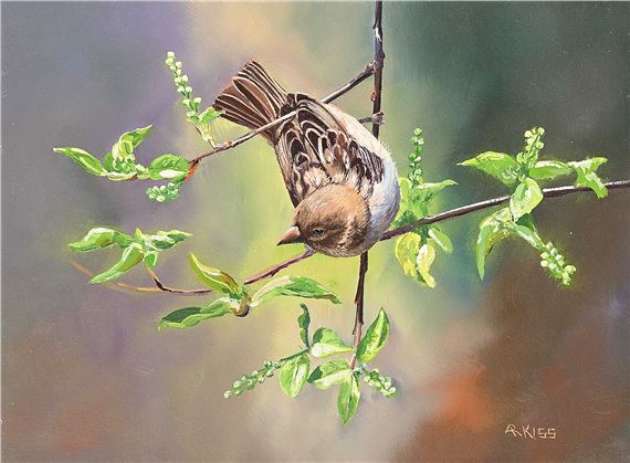 House Sparrow - Female