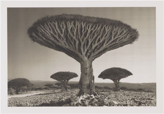 'Shebehon Forest' (from Island of the Dragon's Blood) by Beth Moon, 2010