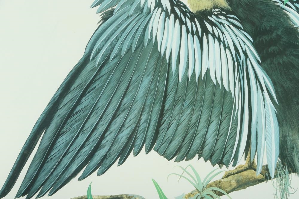 Neil Adamson | Anhinga | MutualArt