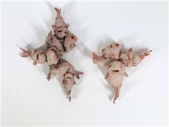 Skull Stoneware subject with chamotte grains and slip Circa 2013 7 x 13 x 8 cm - Zelie Rouby